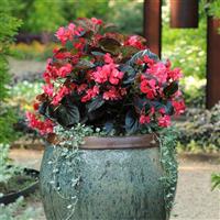 Whopper<sup>®</sup> Rose With Bronze Leaf Begonia