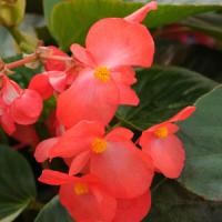 Whopper<sup>®</sup> Red With Green Leaf Begonia