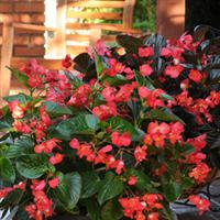 Whopper<sup>®</sup> Red With Green Leaf Begonia