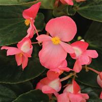 Whopper<sup>®</sup> Rose With Green Leaf Begonia