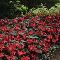 Whopper<sup>®</sup> Red With Bronze Leaf Improved Begonia