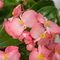 Whopper<sup>®</sup> Pink With Green Leaf Begonia