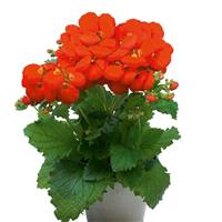 Calynopsis™ Orange Calceolaria