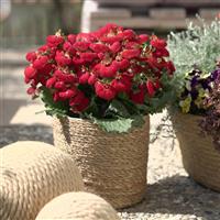 Calynopsis™ Red Calceolaria