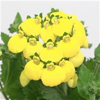 Calynopsis™ Yellow Calceolaria