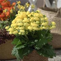 Calynopsis™ Yellow Calceolaria