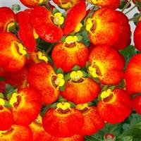 Calynopsis™ Red+Yellow Eye Calceolaria