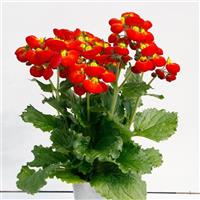 Calynopsis™ Red+Yellow Eye Calceolaria