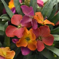 Erysimum Brightside™ Orange Glow