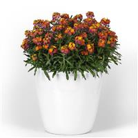 Erysimum Brightside™ Orange Glow