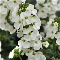 Erysimum Brightside™ White