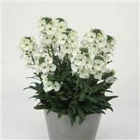 Erysimum Brightside™ White