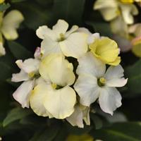 Erysimum Brightside™ Lemon Glow