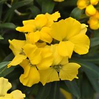 Erysimum Brightside™ Dark Yellow