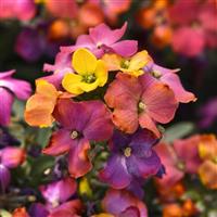 Erysimum Brightside™ Magenta Glow