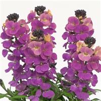 Erysimum Brightside™ Purple Glow 25