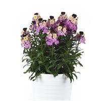 Erysimum Brightside™ Purple Glow 25