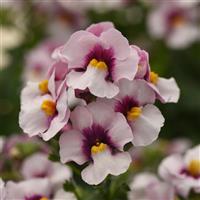 Whimsy™ Appleblossom Nemesia