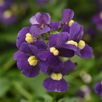 Whimsy™ Blue Nemesia