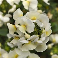 Whimsy™ White Nemesia