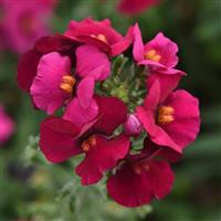 Whimsy™ Deep Rose Nemesia