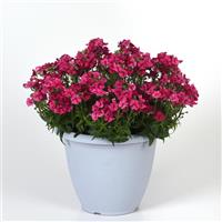 Whimsy™ Deep Rose Nemesia