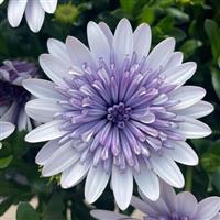 4D™ Blue Ice Osteospermum