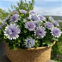 4D™ Blue Ice Osteospermum