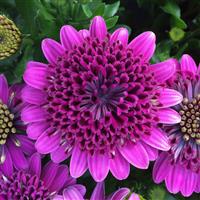 4D™ Purple Osteospermum