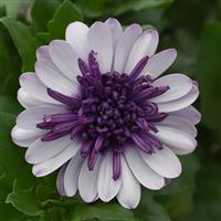 4D™ Violet Ice Osteospermum