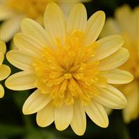 4D™ Sunburst Osteospermum