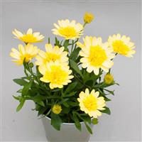 4D™ Sunburst Osteospermum