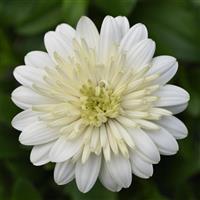 4D™ White Osteospermum