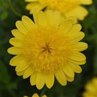 4D™ Yellow Osteospermum