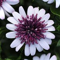 4D™ Berry White Osteospermum