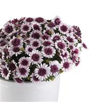 4D™ Berry White Osteospermum