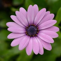 Daisy Falls™ Pink Osteospermum