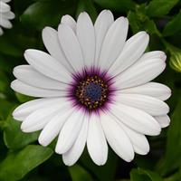 Daisy Falls™ White Amethyst Osteospermum