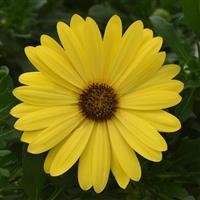 FlowerPower™ Compact Yellow Osteospermum