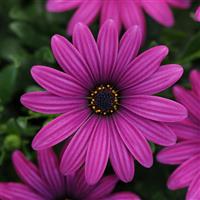 FlowerPower™ Compact Purple Red Osteospermum