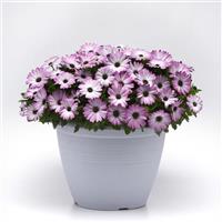 FlowerPower™ Compact Pink+Eye Osteospermum