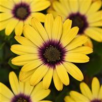 Zion™ Morning Sun Osteospermum