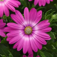 Zion™ Pink Orbit Osteospermum