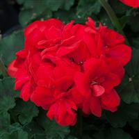 Moonlight™ Brilliant Red Zonal Geranium