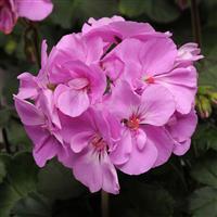 Moonlight™ Lavender Zonal Geranium