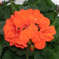 Moonlight™ Orange Zonal Geranium