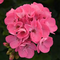 Moonlight™ Pink Zonal Geranium