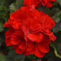 Moonlight™ Red Zonal Geranium