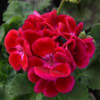 Moonlight™ Raspberry Blush Zonal Geranium