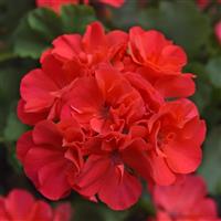 Moonlight™ Hot Coral Zonal Geranium